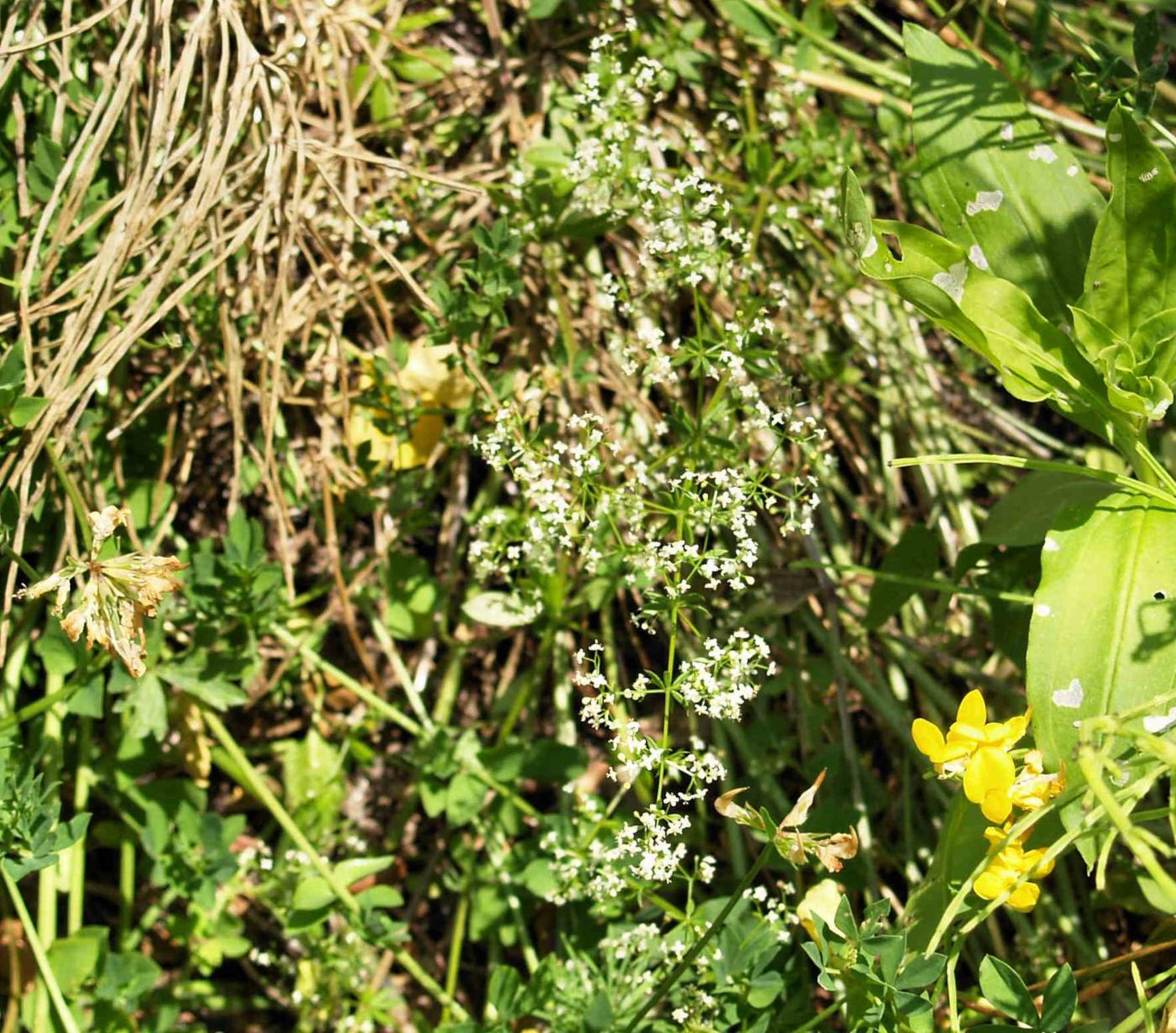 Bedstraw, (Shiny-leaved) plant